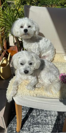 Team Malteserhunde_Coco und Nala_Feel-Good-Managerinnen